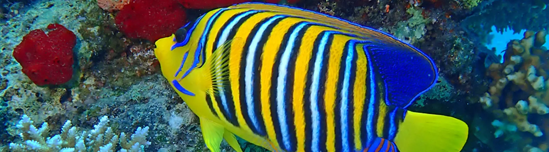 EMPEROR ANGELFISH